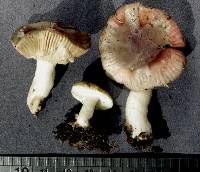 Russula roseopileata image