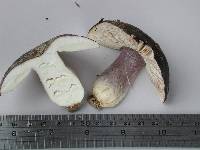 Russula griseoviridis image