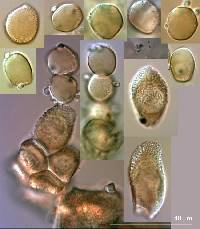 Puccinia lagenophorae image
