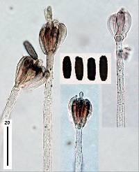 Stachybotrys freycinetiae image
