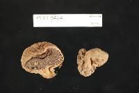 Scleroderma hypogaeum image