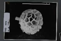 Abstoma reticulatum image