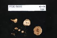 Image of Tulostoma reticulatum