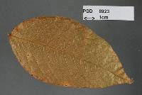 Uromyces porcensis image