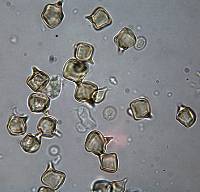 Entoloma gasteromycetoides image