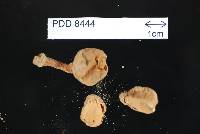 Tulostoma adhaerens image