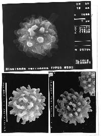 Disciseda verrucosa image