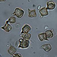 Entoloma gasteromycetoides image