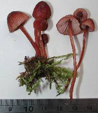 Mycena mariae image