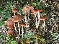 Cortinarius suecicolor image