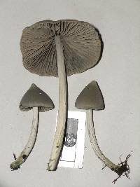 Entoloma canoconicum image