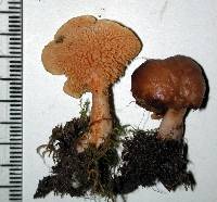 Hydnum crocidens var. wellingtonii image