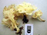 Cantharellus wellingtonensis image