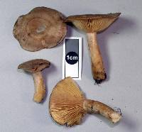 Lactarius glyciosmus image