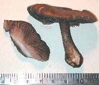 Pluteus concentricus image