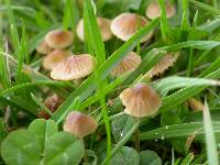 Mycena citrinomarginata image