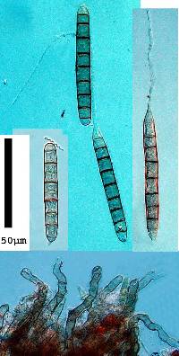 Camposporium cambrense image