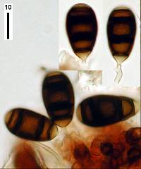 Image of Bactrodesmium betulicola
