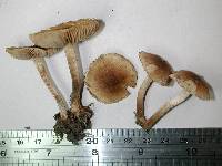 Inocybe curvipes image