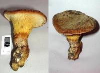 Austropaxillus nothofagi image