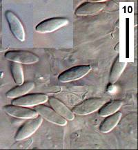 Rhizopogon rubescens image
