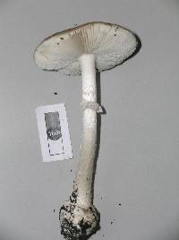 Amanita australis image