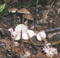 Collybiopsis rimutaka image