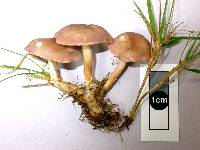 Rugosomyces carneus image