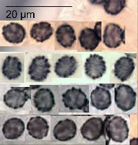 Lactarius glyciosmus image