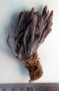 Clavulina brunneocinerea image