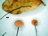 Marasmius gelatinosipes image