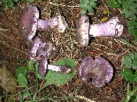 Cortinarius austrovaginatus image