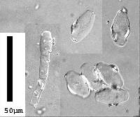 Microsphaera alphitoides image
