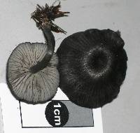 Entoloma atrellum image