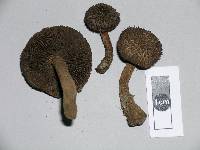 Inocybe calamistratoides image