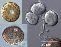 Uromycladium notabile image