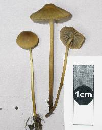 Mycena olivaceomarginata image