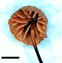 Marasmius gelatinosipes image