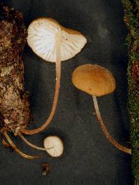 Marasmius pusio image