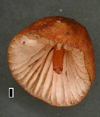 Mycena mariae image