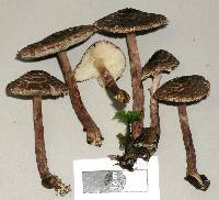 Lepiota pseudolilacea image