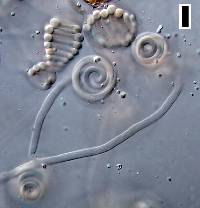 Helicodendron westerdijkae image