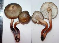 Armillaria novae-zelandiae image