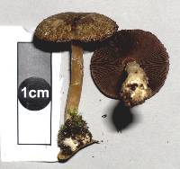 Agaricus dulcidulus image