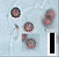 Scleroderma verrucosum image