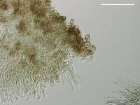 Pezizella alniella image