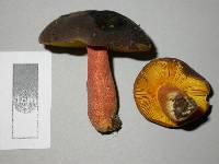 Russula tricholomopsis image