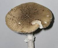 Amanita australis image