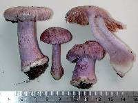 Cortinarius austrovaginatus image