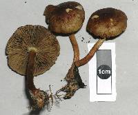 Pholiota multicingulata image